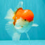 AAA Grade Peach Red White Oranda Male 5 inches #062626OR_30