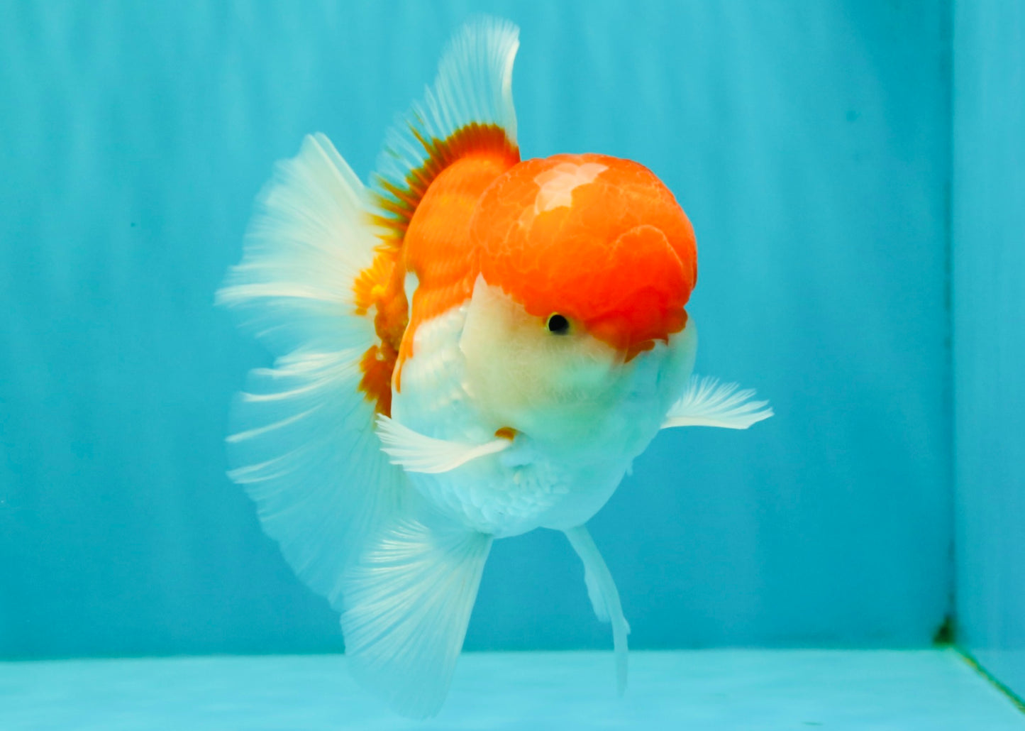 AAA Grade Peach Red White Oranda Male 5 inches #062626OR_30