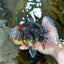 A Grade CHONKY Calico Kirin Oranda Female 6 inches #091225OR_12
