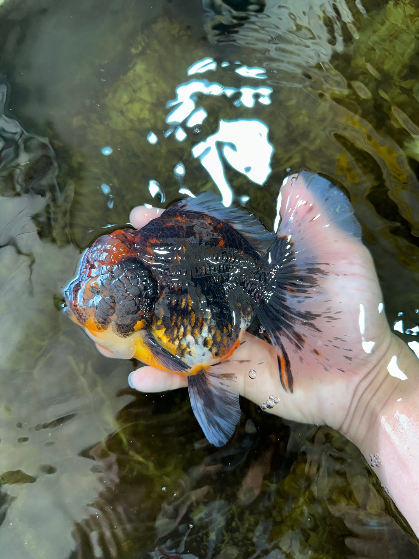 A Grade CHONKY Calico Kirin Oranda Female 6 inches #091225OR_12