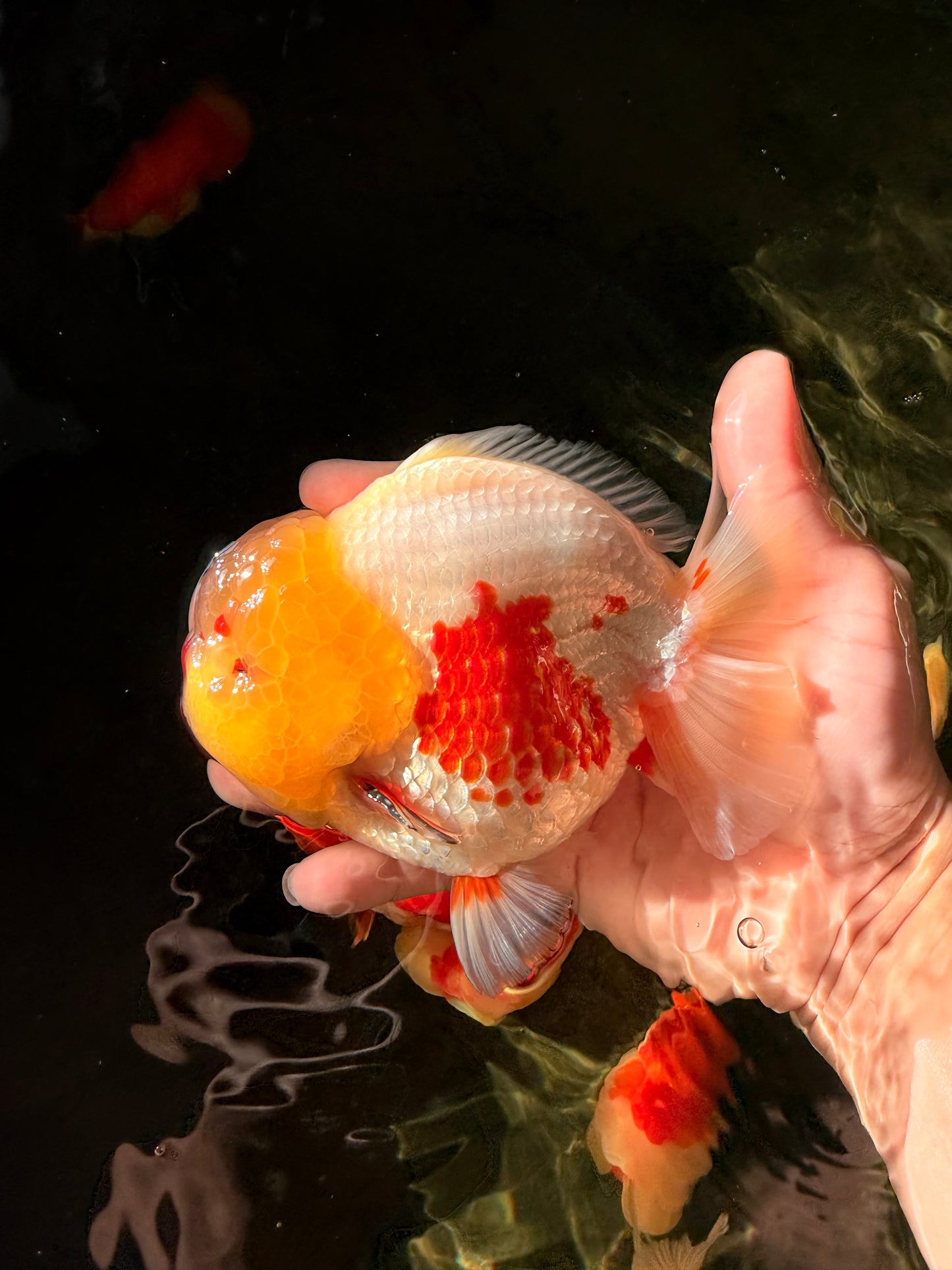 BIG WEN AAA Grade Godzilla Red White Lipstick Yuanbao Male 5.5 inches #030626YB_11