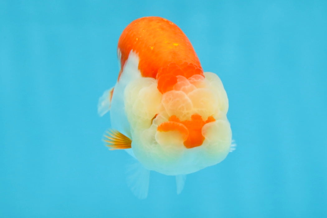 FLUFFY AAA Grade Red White LionQueen 4 inches #101725LC_02