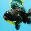 AAA Grade Dark Tiger Yuanbao Male 6-6.5 inches #041026YB_29