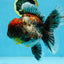 A Grade Kirin Oranda Female 6 inches #110725OR_03
