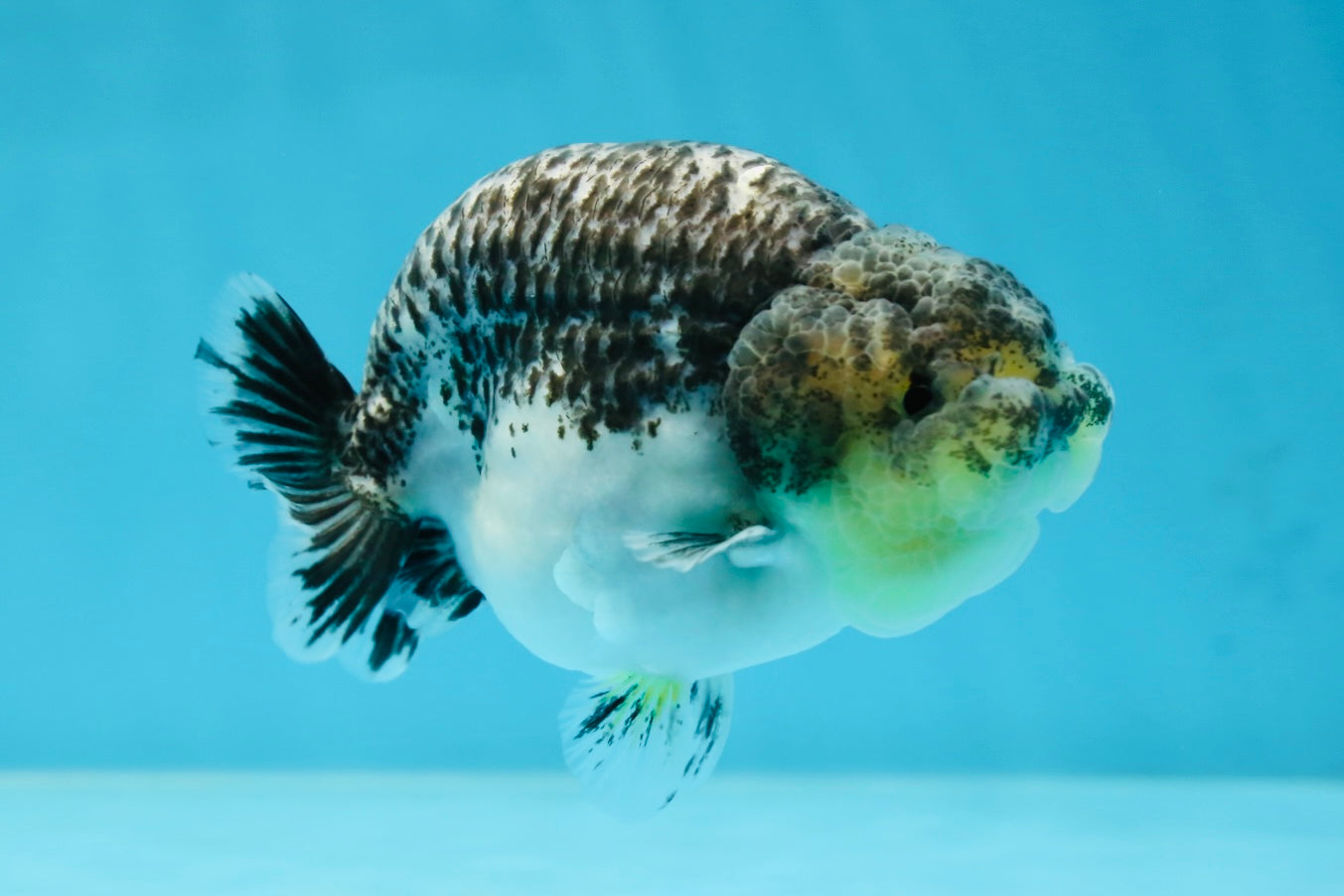 A Grade Beautiful Kirin Female LionQueen 4 inches #060625LC_03