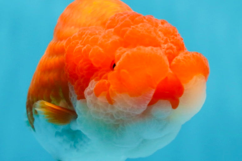 AAA Grade Red White LionQueen 4-4.5 inches #042525LC_14