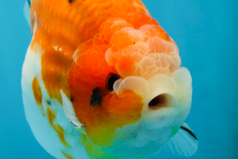 AAA Grade Strong Body Structure Sakura LionKing 5 inches #051625LC_08