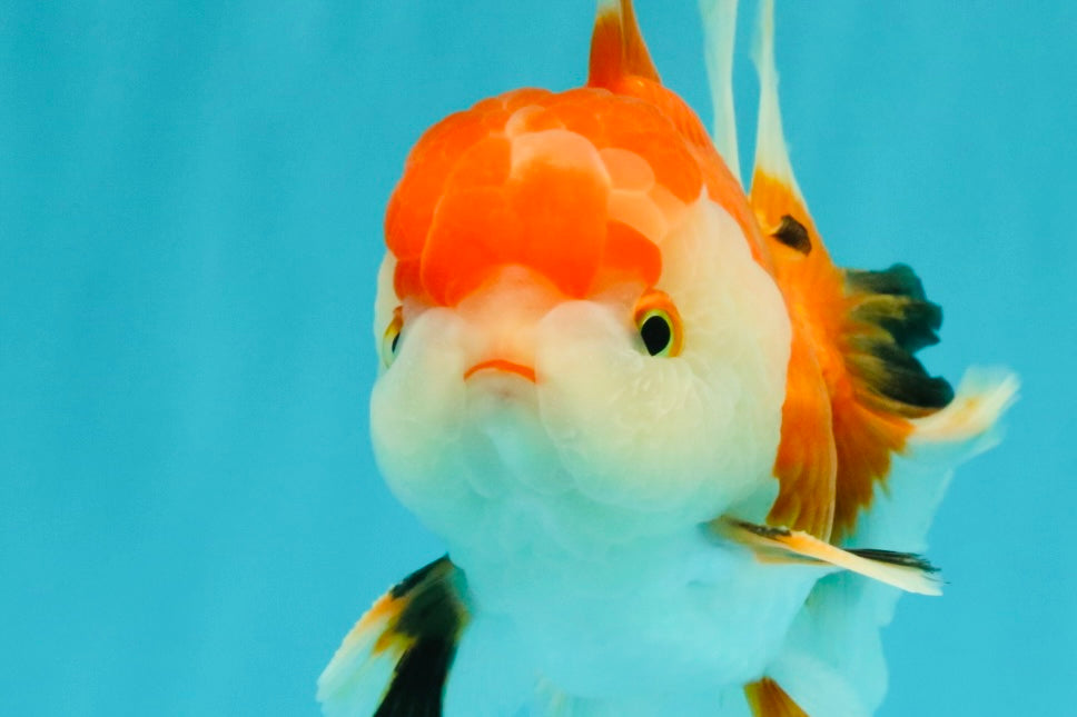 A Grade Red White Oranda Male 5.5 inches #042426OR_07