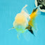 RARE YELLOW Lemonhead Neon Tail Oranda Male 5 inches #0531OR_12