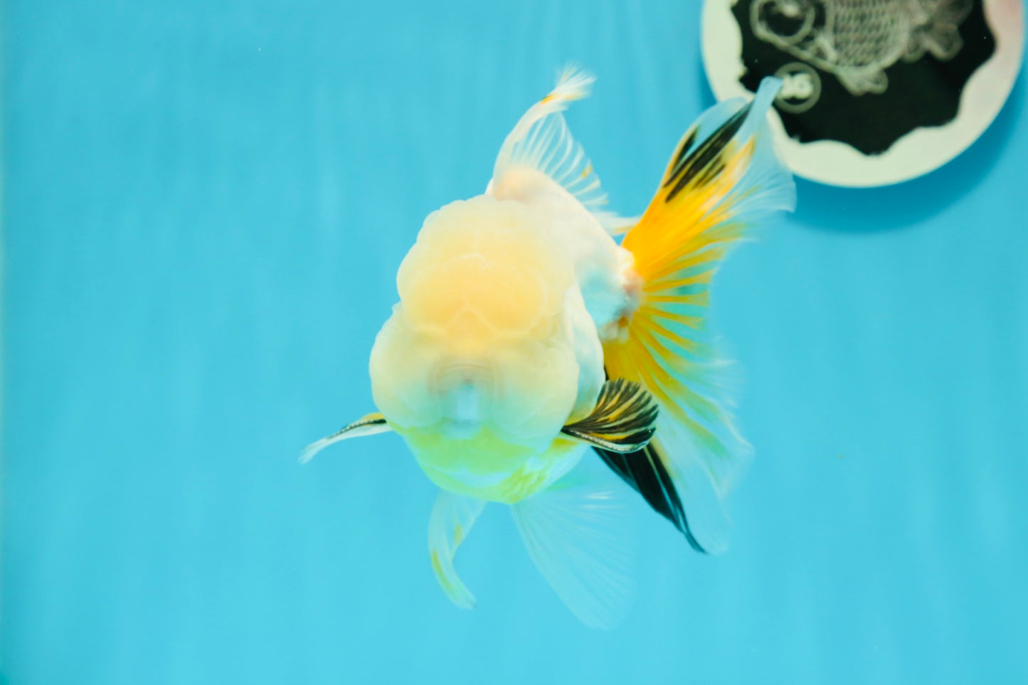 RARE YELLOW Lemonhead Neon Tail Oranda Male 5 inches #0531OR_12