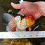 A Grade Chubby Cheeks Tricolor Oranda Female 5.5 inches #081525OR_16