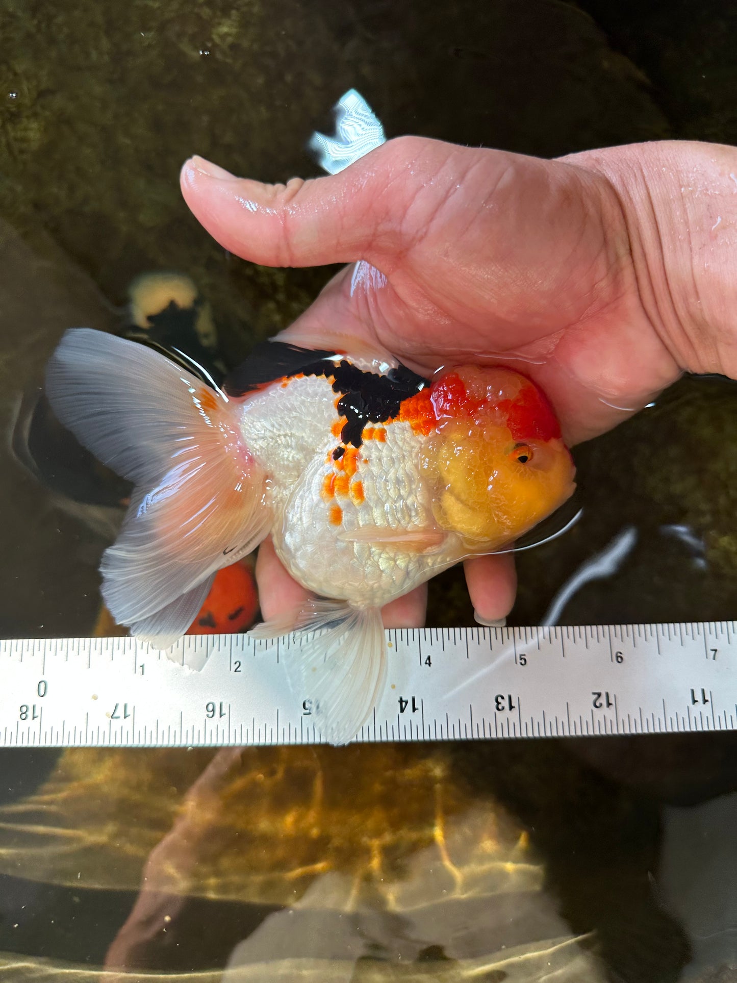 A Grade Chubby Cheeks Tricolor Oranda Female 5.5 inches #081525OR_16