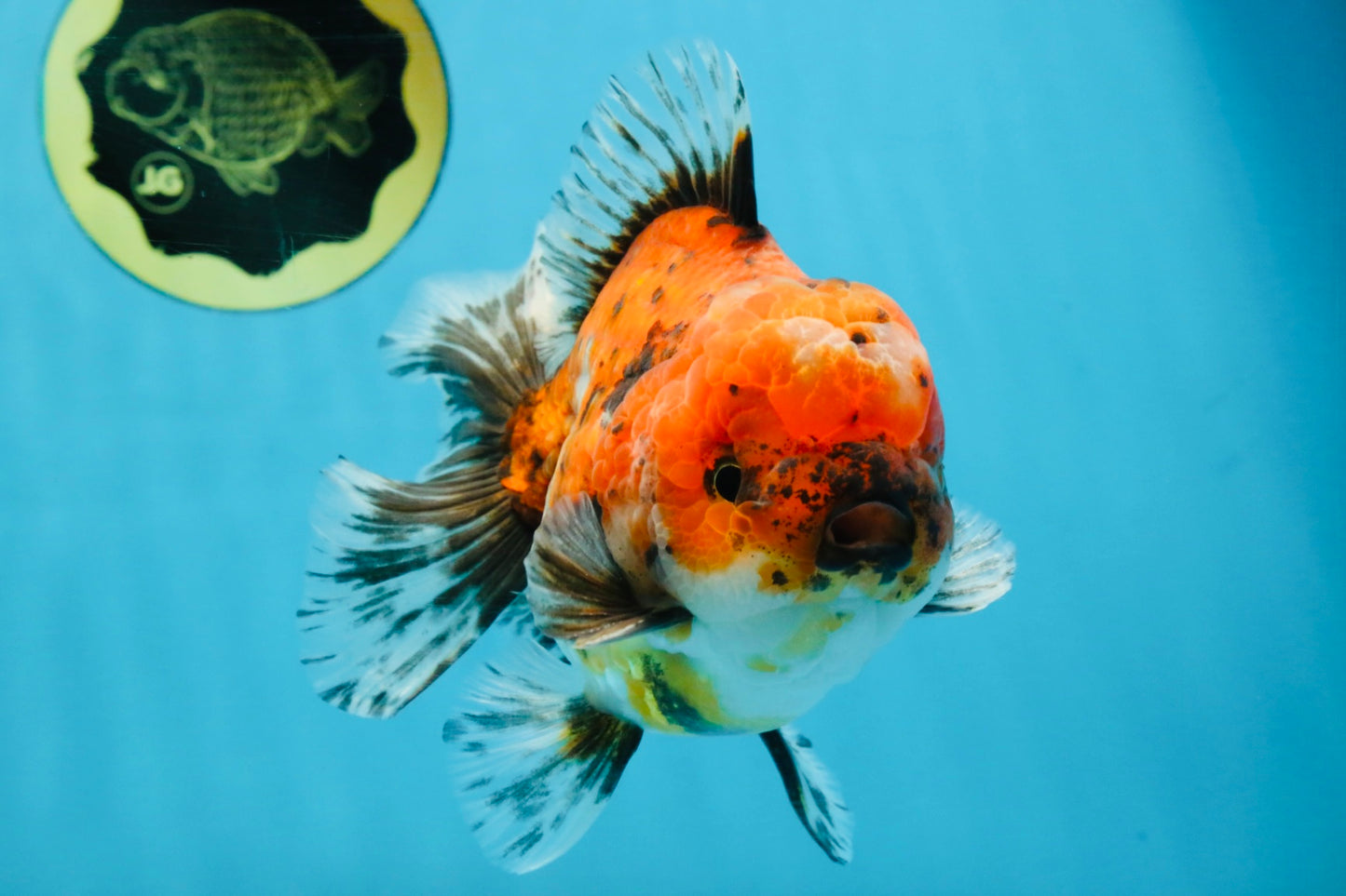 SPECIAL ROSE TAIL A Grade Calico Oranda Male 5.5 inches #120525OR_01