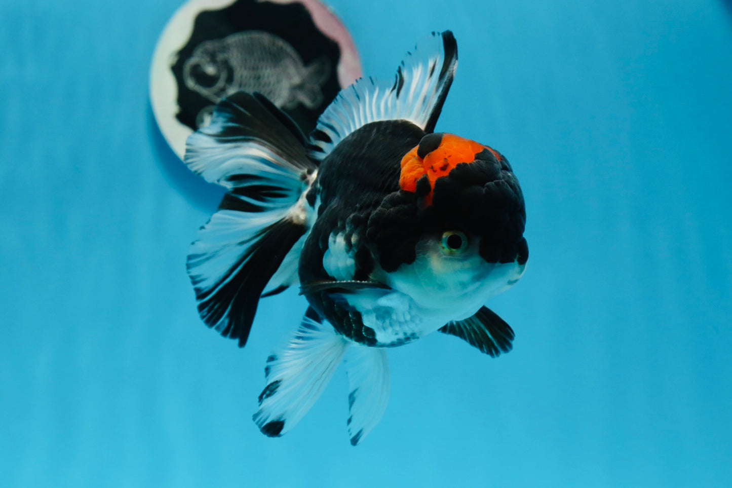 AAA Grade Tricolor Oranda Male 5 inches #0830OR_11