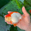 AAA Grade Red White Strong Body Structure Ranchu Male 4.5-5 inches #0712RC_05