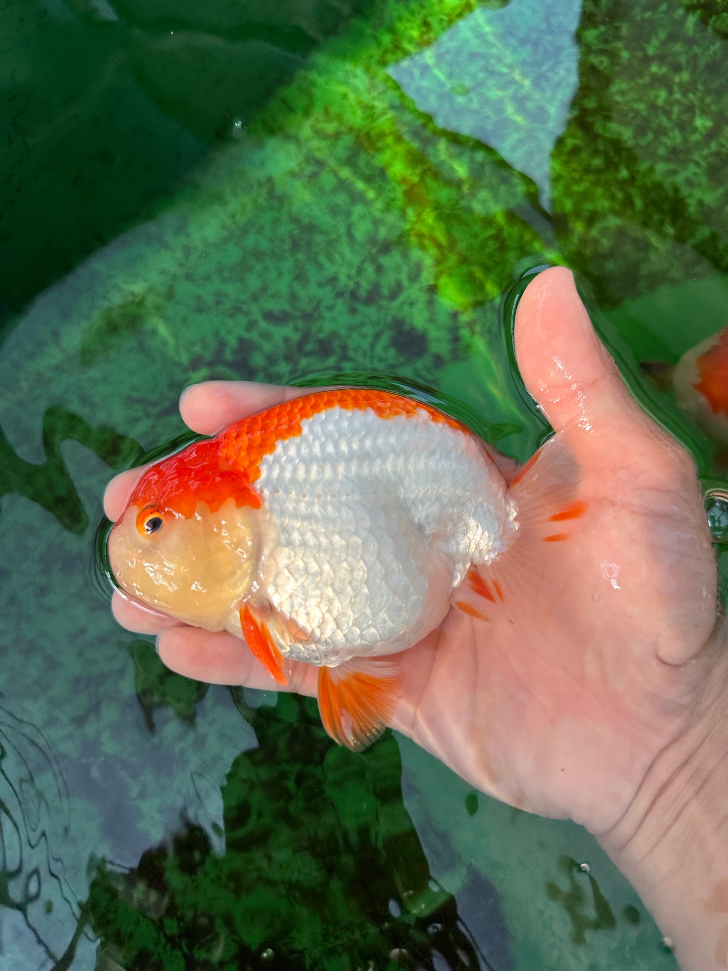 AAA Grade Red White Strong Body Structure Ranchu Male 4.5-5 inches #0712RC_05