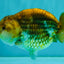 Apache Chinese Ranchu Female 5-5.5 inches #050826RC_11