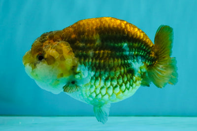 Apache Chinese Ranchu Female 5-5.5 inches #050826RC_11