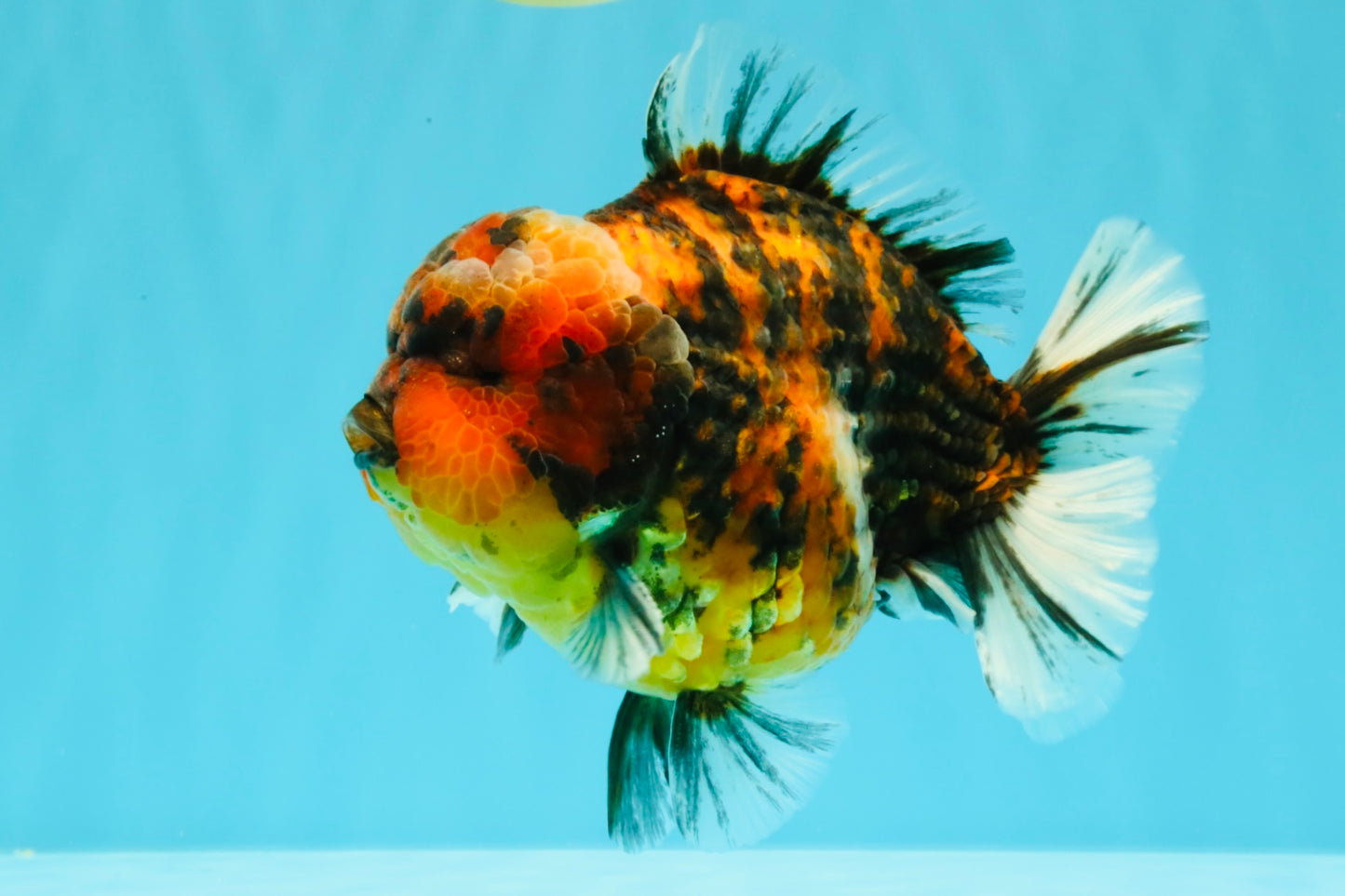 AAA Grade Godzilla Tiger Yuanbao Male 5.5-6 inches #031326YB_19