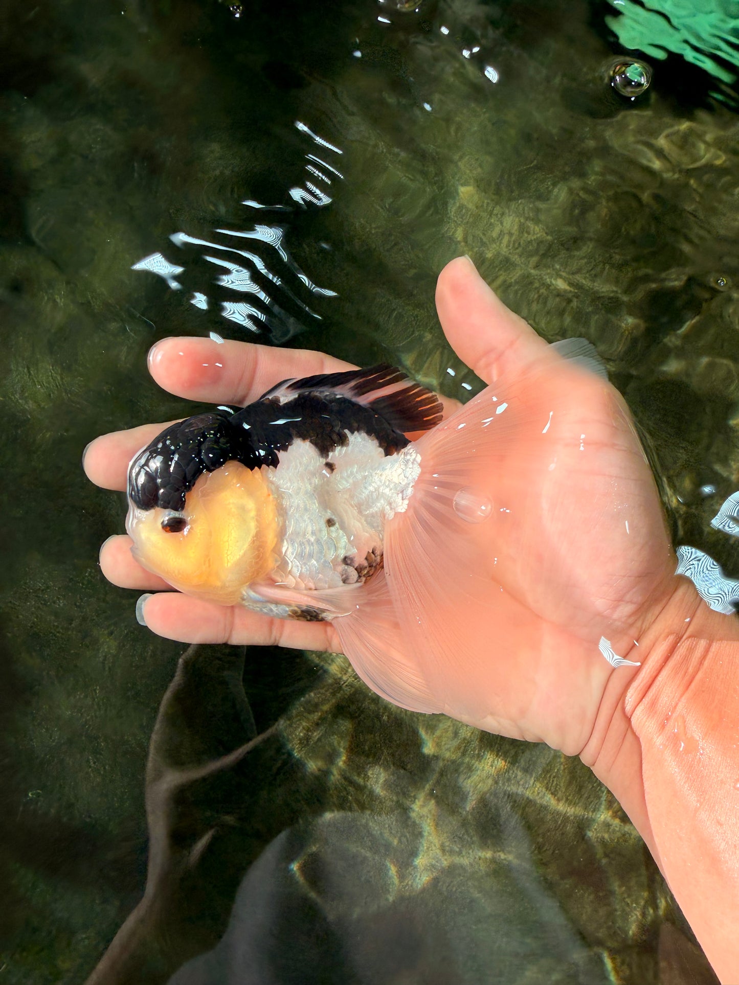 Panda Oranda Male 5 inches #031326OR_29