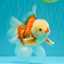 CHICKIE AAA Grade Red White Oranda Male 6 inches #072426OR_06