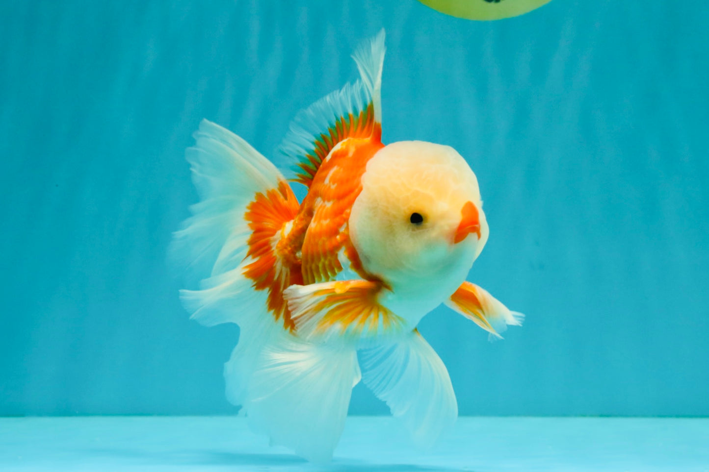 CHICKIE AAA Grade Red White Oranda Male 6 inches #072426OR_06