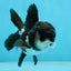 A Grade Panda Oranda Male 4.5 inches #050225OR_11
