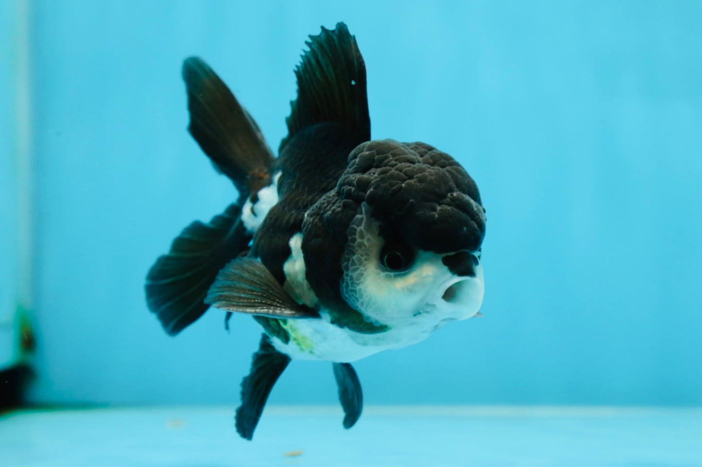 A Grade Panda Oranda Male 4.5 inches #050225OR_11