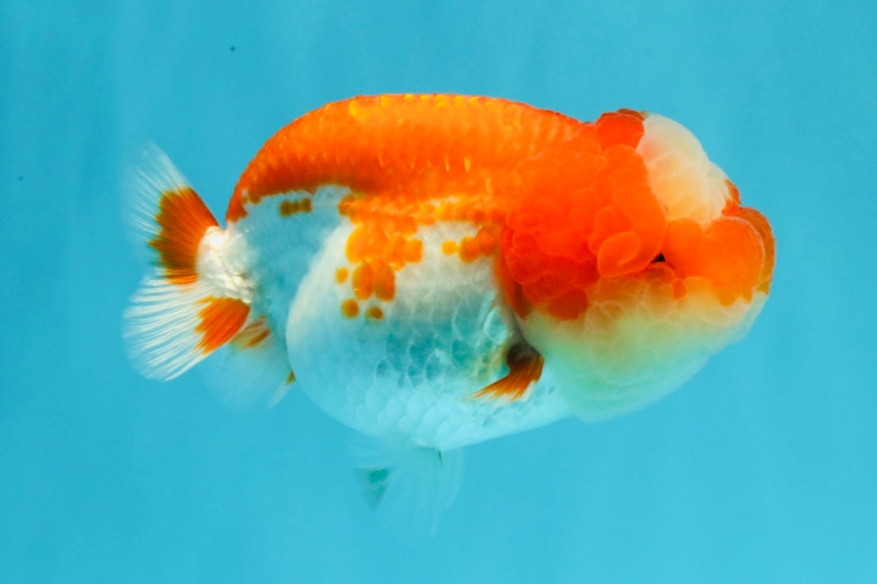 UNIQUE A Grade Jade Head Red White LionQueen 4 inches #030626LC_05