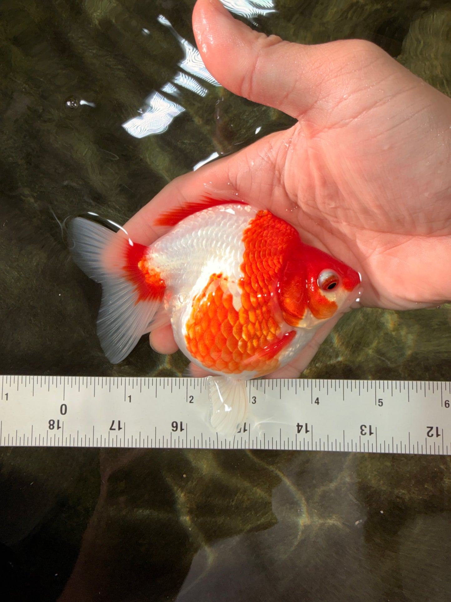 A Grade Red White Ryukin Female 4.5 inches #031326RK_32