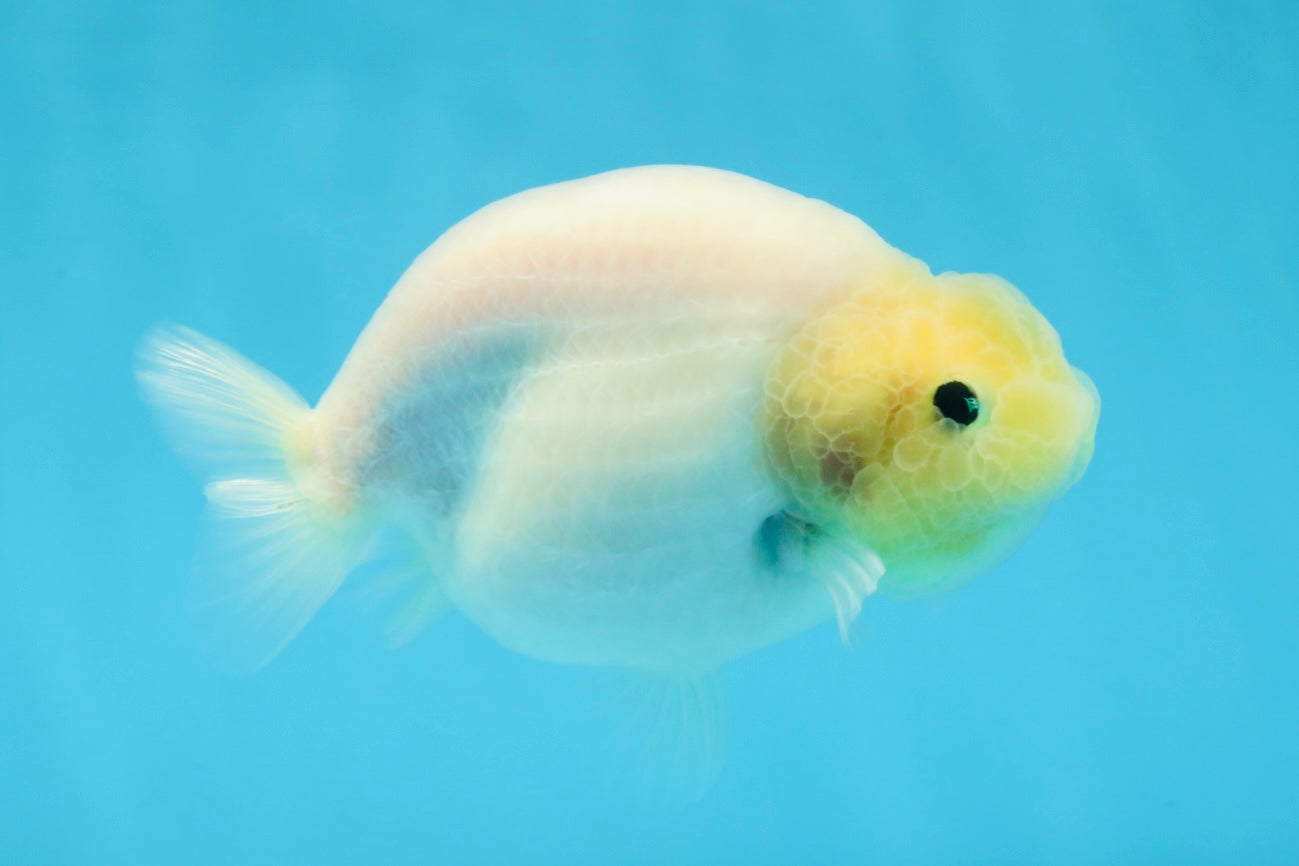 Snow White Sakura Button Eyes Lionchu Male 4-4.5 inches #070425LC_10