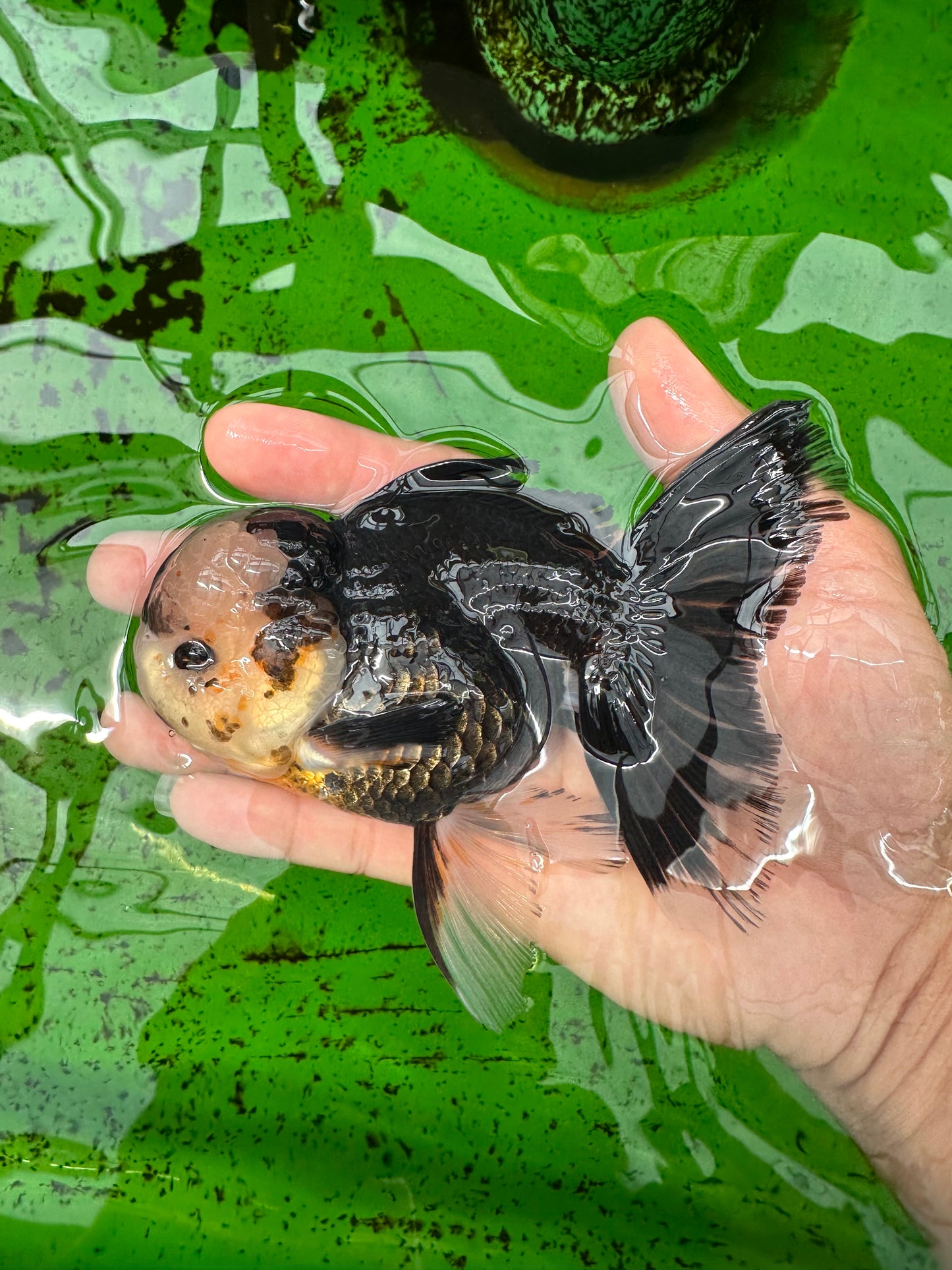 A Grade Tricolor Oranda Male 5 inches #0830OR_25