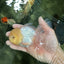 A Grade White Oranda Male 5 inches #060625OR_22