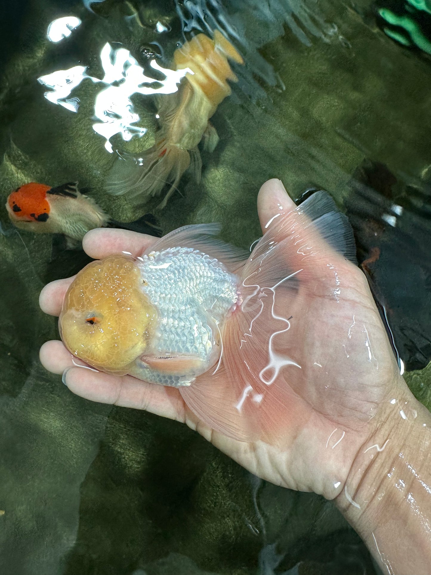 A Grade White Oranda Male 5 inches #060625OR_22
