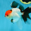 A Grade Tricolor Oranda Male 5 inches #080825OR_05