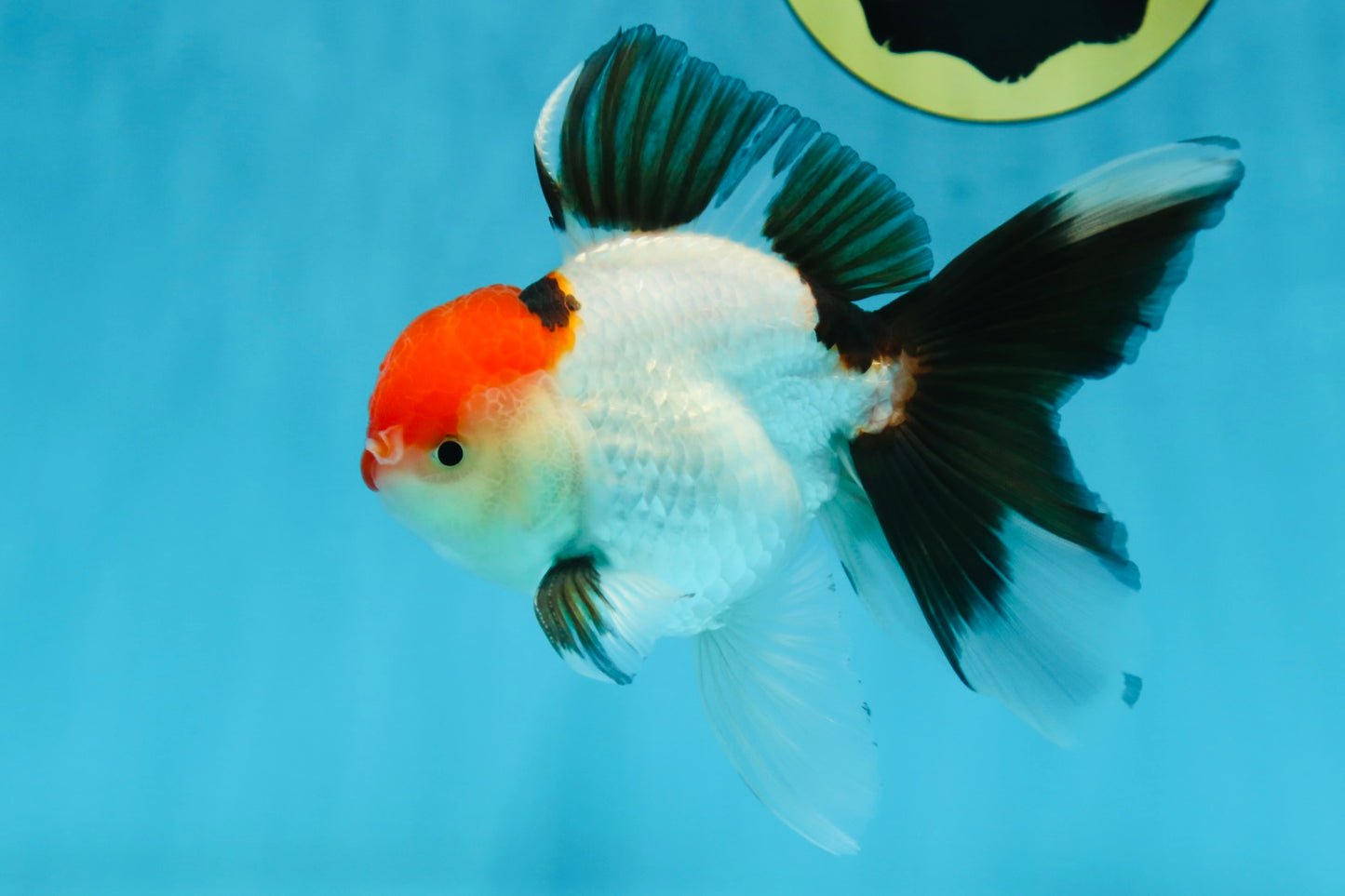 A Grade Tricolor Oranda Male 5 inches #080825OR_05