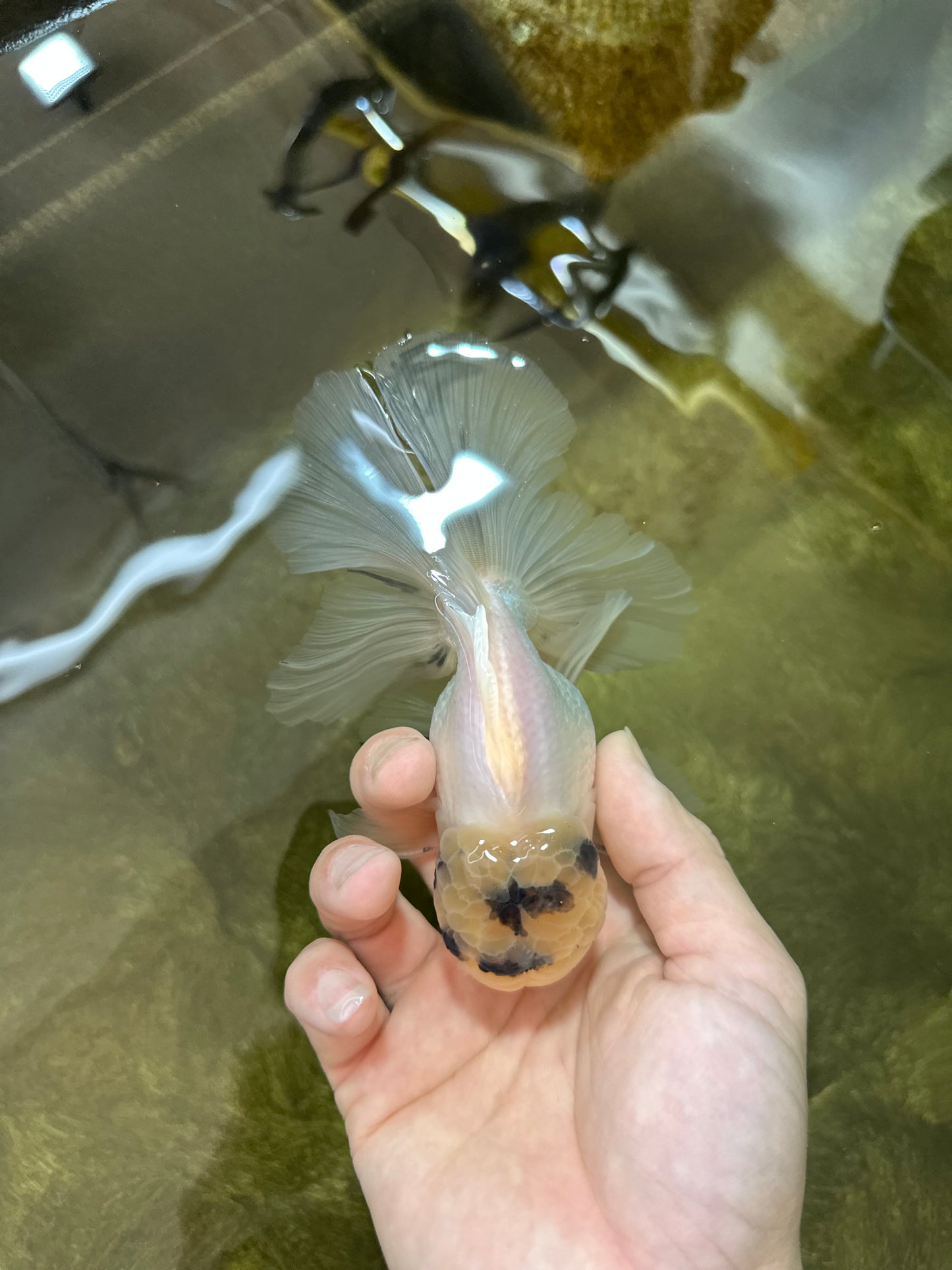 A Grade Panda White Oranda Male 5 inches #050225OR_07