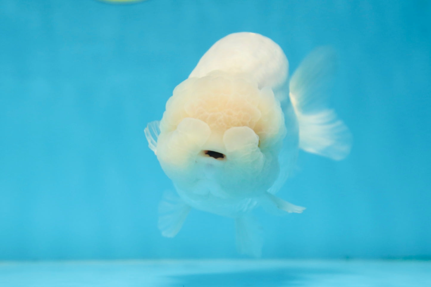 AAA Grade SNOW WHITE LionQueen 5.5-6 inches #090525LC_01