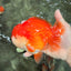 CHONKY AAA Grade Red White Yuanbao Male 5.5-6 inches #050126YB_17