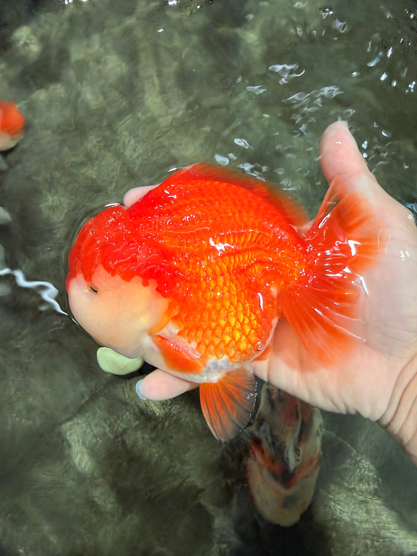 CHONKY AAA Grade Red White Yuanbao Male 5.5-6 inches #050126YB_17