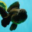 JUMBO AAA Grade Godzilla Black Oranda Male 6-6.5 inches #050826OR_01