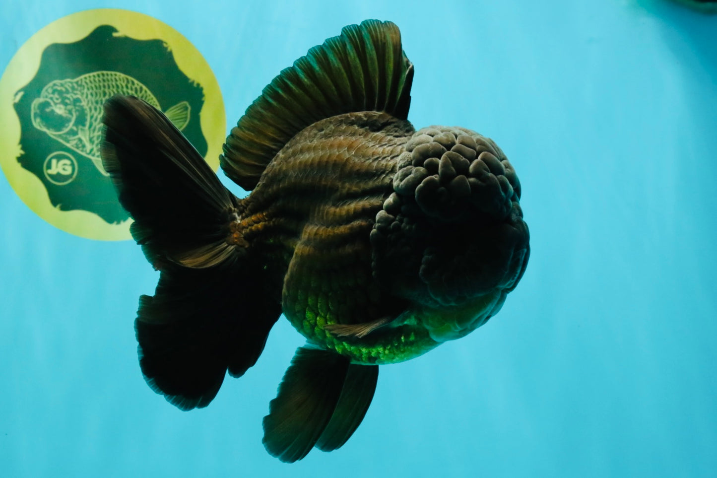 JUMBO AAA Grade Godzilla Black Oranda Male 6-6.5 inches #050826OR_01