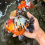 AAA Grade Calico Yuanbao Male 5.5 inches #073126YB_19