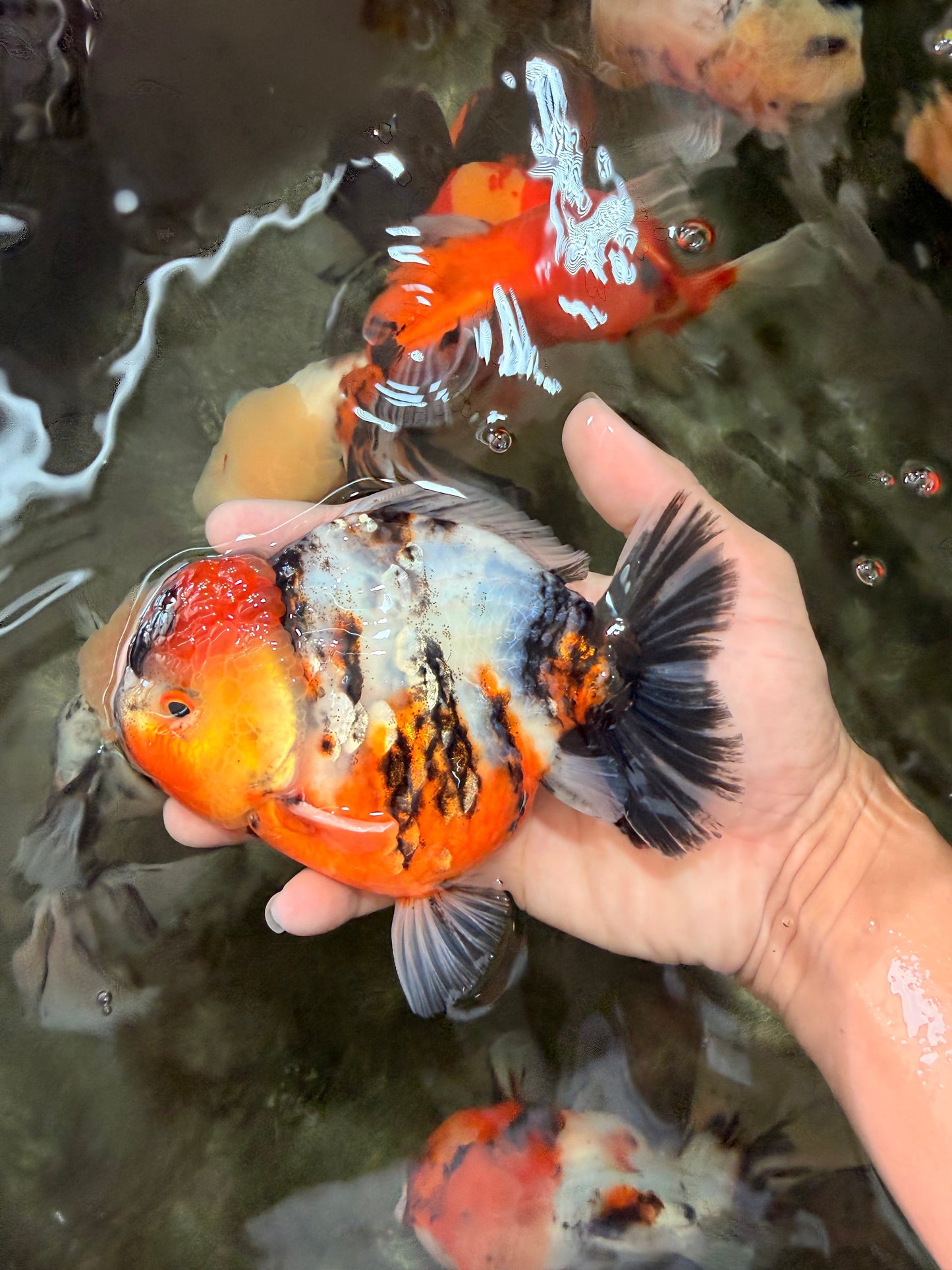 AAA Grade Calico Yuanbao Male 5.5 inches #073126YB_19