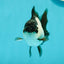 Panda Oranda Female 3.5-4 inches #110124OR_06