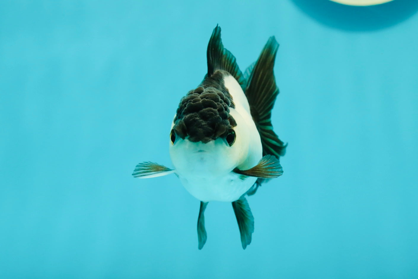 Panda Oranda Female 3.5-4 inches #110124OR_06