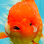 GIANT A Grade Jumbo Red White Oranda Female 7.5 inches #031326OR_05