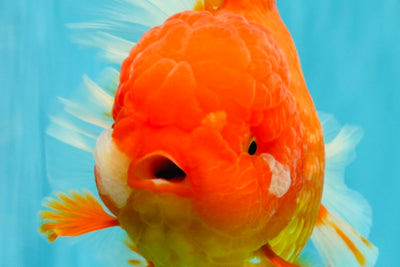 GIANT A Grade Jumbo Red White Oranda Female 7.5 inches #031326OR_05