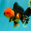 A Grade Apache Oranda Male 5.5 inches #102326OR_15