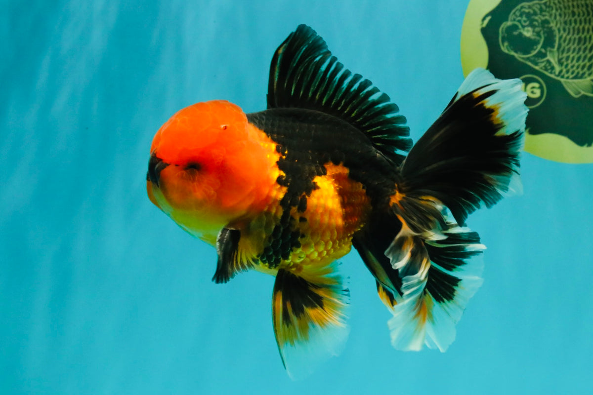A Grade Apache Oranda Male 5.5 inches #102326OR_15